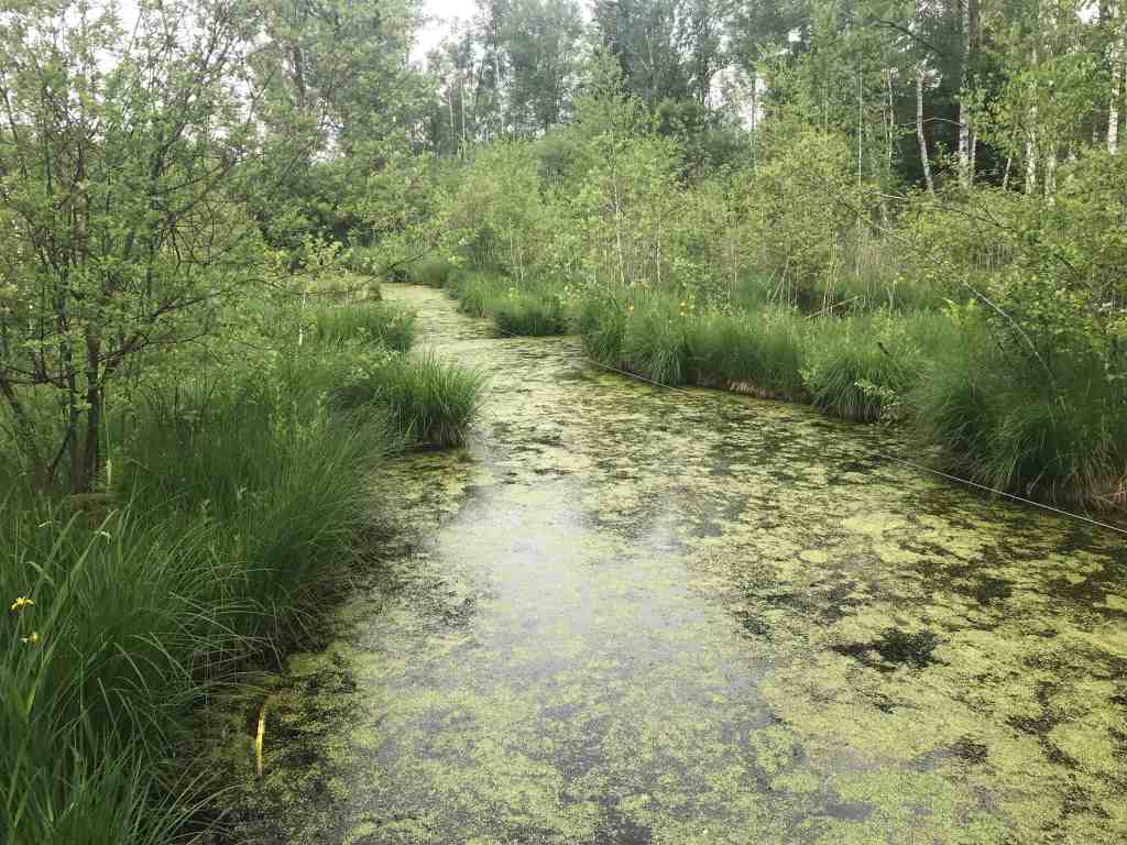toelzer wege moorpfad benediktbeuern tümpel