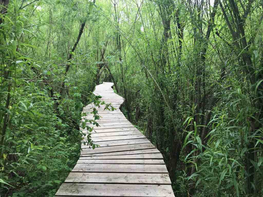 toelzer wege moorpfad benediktbeuern bohlenweg