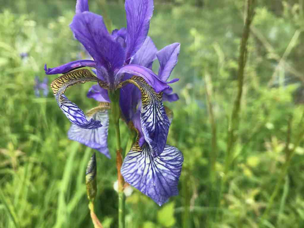 toelzer wege moorpfad benediktbeuern schwertlilie orchidee